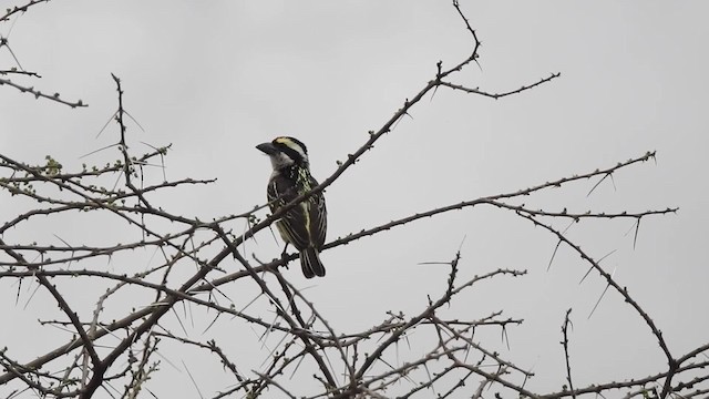 Red-fronted Barbet - ML201616061
