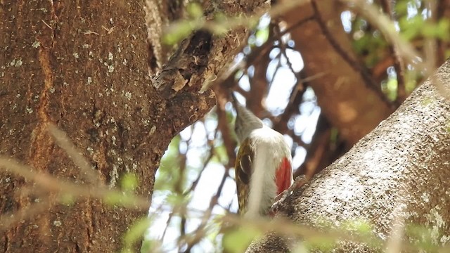 Mountain Gray Woodpecker - ML201616171