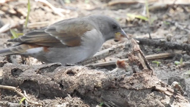 Swahili Sparrow - ML201616241