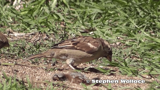House Sparrow - ML201616761