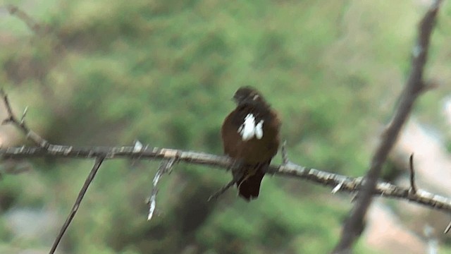 Colibri de Castelnau - ML201616931