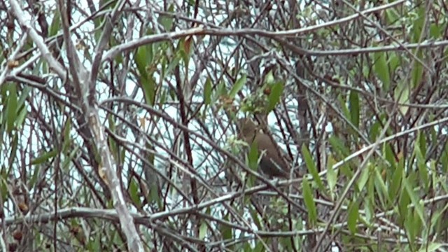 Great Spinetail - ML201617041