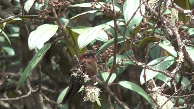 kolibřík myrtový - ML201617051