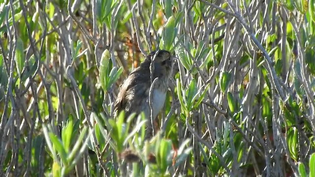 Saltmarsh Sparrow - ML201617521
