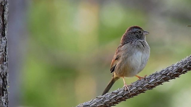 Bachman's Sparrow - ML201617561
