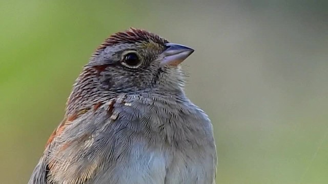 Bachman's Sparrow - ML201617571