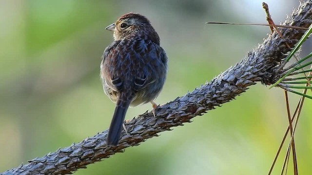 Bachman's Sparrow - ML201617581