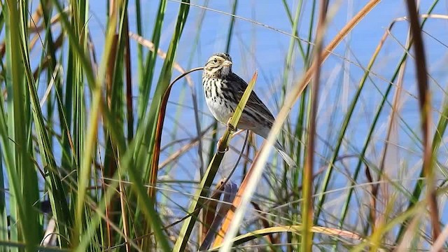 Savannah Sparrow (Savannah) - ML201617591