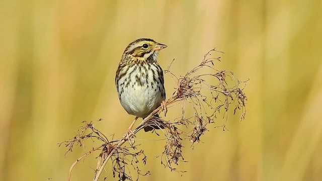 Savannah Sparrow (Savannah) - ML201617601