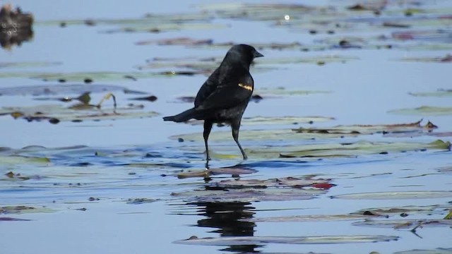 Red-winged Blackbird (Red-winged) - ML201617611