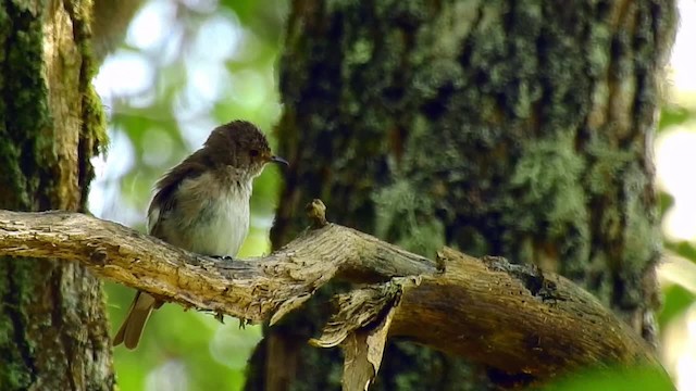 Spotted Flycatcher (Spotted) - ML201618091