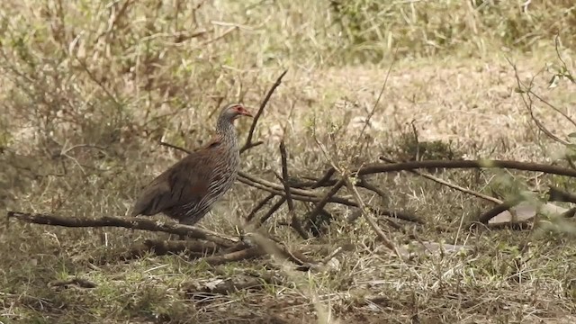 Gray-breasted Spurfowl - ML201618361