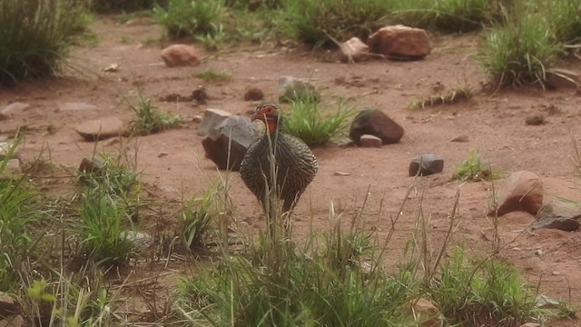 Gray-breasted Spurfowl - ML201618371