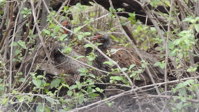 Gray-breasted Spurfowl - ML201618381
