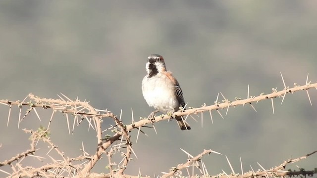 Kenya Rufous Sparrow - ML201618461