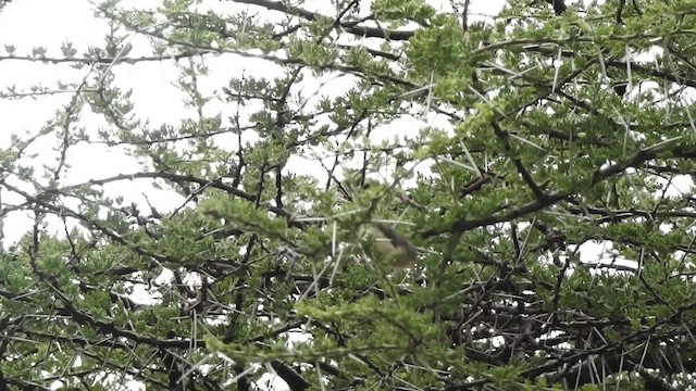 Buff-bellied Warbler - ML201618611