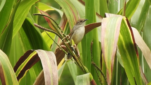  - Trilling Cisticola