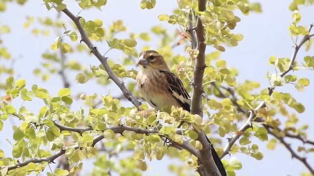  - White-winged Widowbird