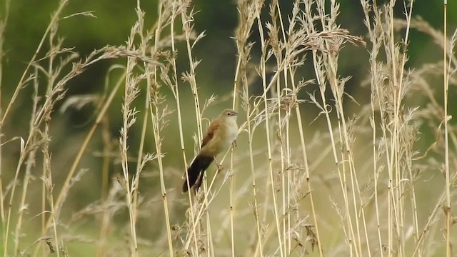 Fan-tailed Grassbird - ML201618781