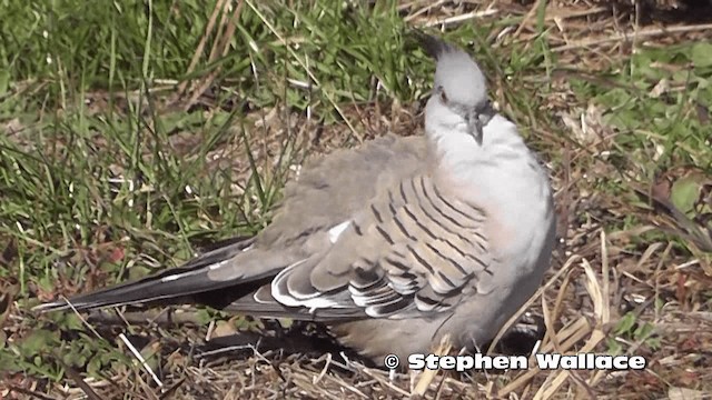 Crested Pigeon - ML201618921