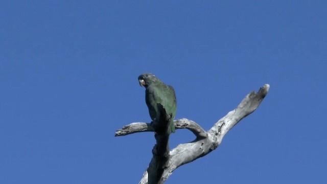 Red-billed Parrot - ML201619641
