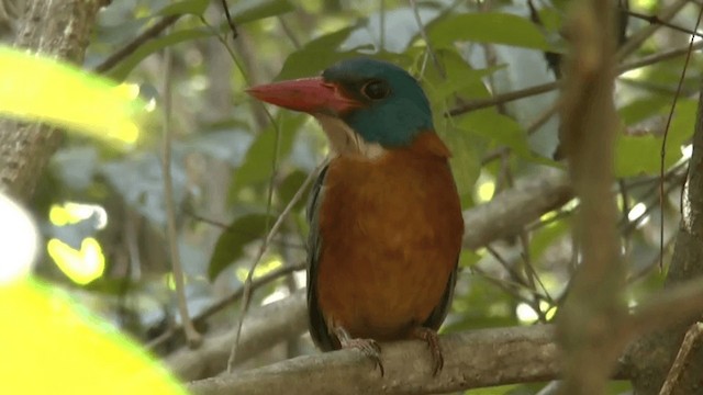 Green-backed Kingfisher (Blue-headed) - ML201619831