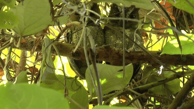 Sulawesi Scops-Owl - ML201619851