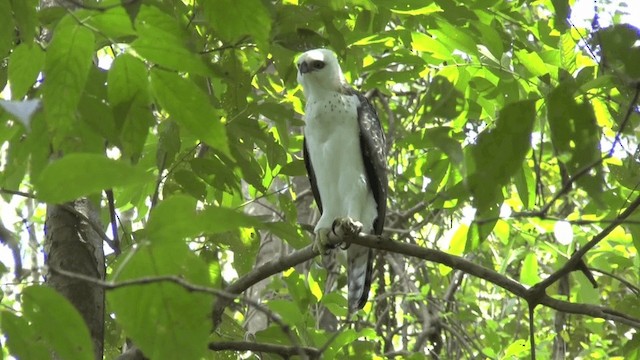 Sulawesi Hawk-Eagle - ML201619881