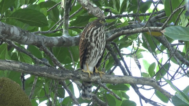 Vinous-breasted Sparrowhawk - ML201619911