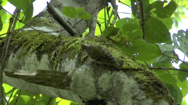 Sulawesi Pygmy Woodpecker - ML201619951