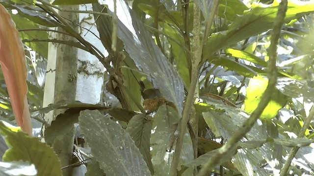 Sulawesi Bush Warbler - ML201619981
