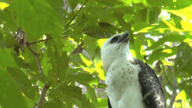 Sulawesi Hawk-Eagle - ML201620021