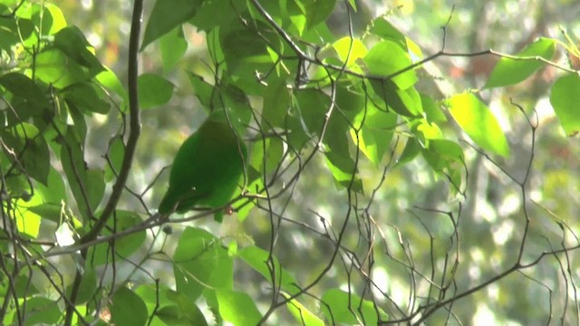 Sulawesi Hanging-Parrot - ML201620061