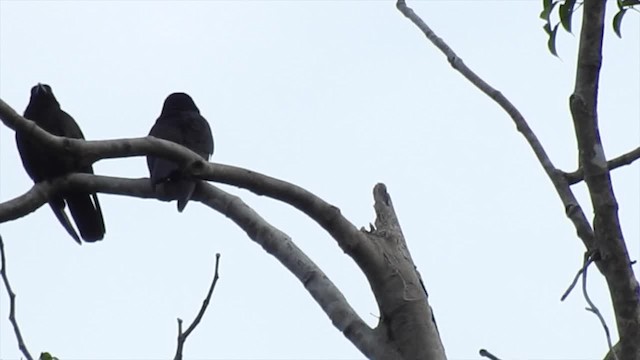 Violet Crow - ML201620221