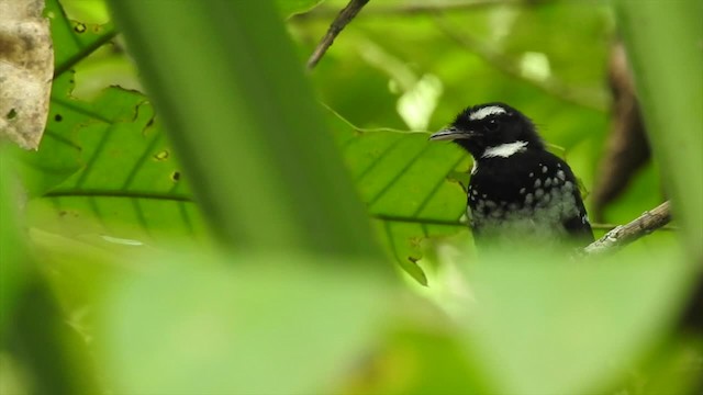 White-bellied Thicket-Fantail - ML201620431