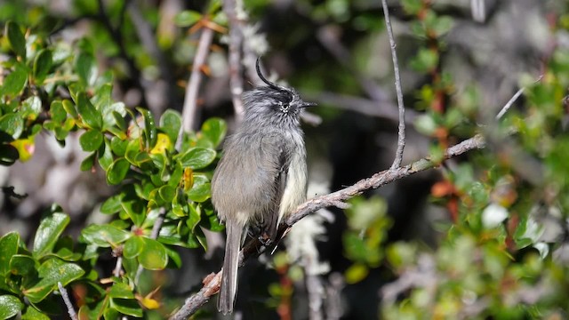  - Tufted Tit-Tyrant