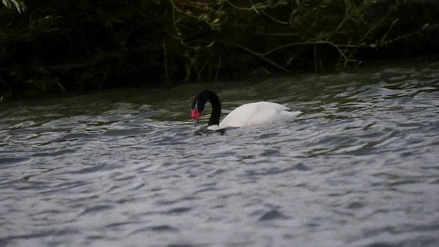 Black-necked Swan - ML201621231