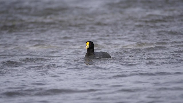 White-winged Coot - ML201621301