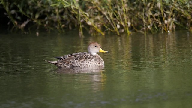 Yellow-billed Pintail (South American) - ML201621321
