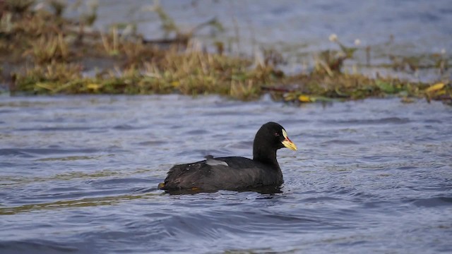 Red-gartered Coot - ML201621351