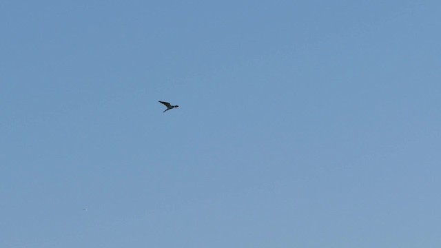 White-tailed Kite - ML201621411
