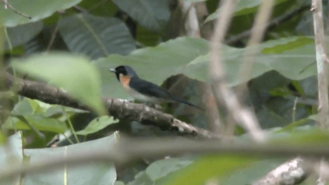 Spectacled Monarch (Halmahera) - ML201621891