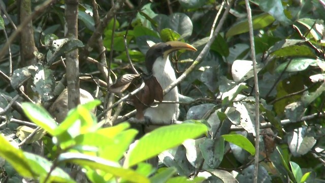 Sri Lanka Gray Hornbill - ML201622201