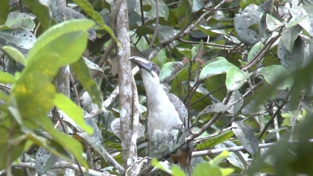 Sri Lanka Gray Hornbill - ML201622211