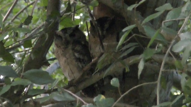 Indian Scops-Owl - ML201622231