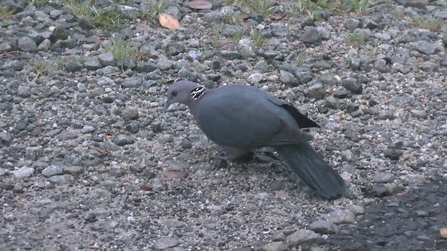 Pigeon de Ceylan - ML201622241