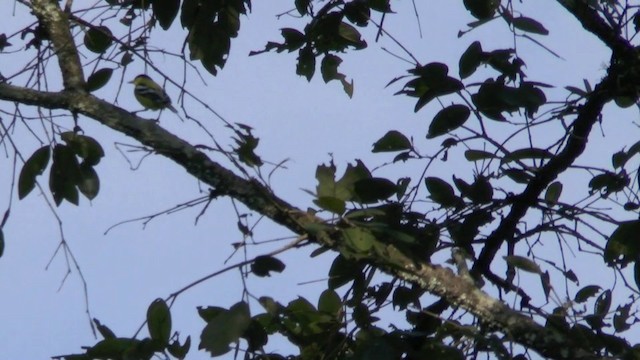 White-tailed Iora - ML201622261