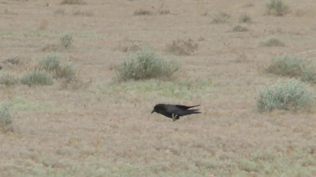 Brown-necked Raven - ML201622281
