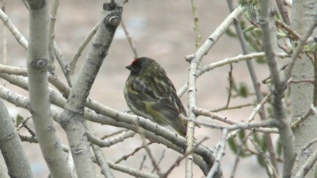 Fire-fronted Serin - ML201622331
