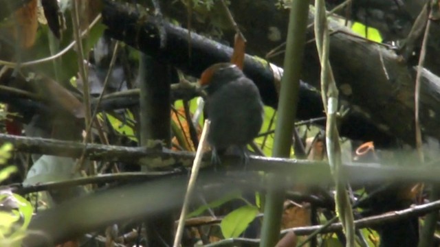 Chestnut-crowned Gnateater - ML201622381